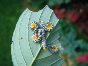 Caterpillar on dogwood